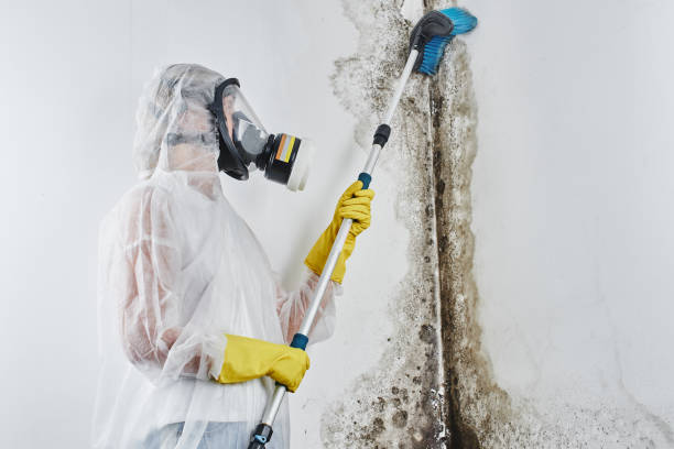 Mold Odor Removal Services in Sheridan, AR